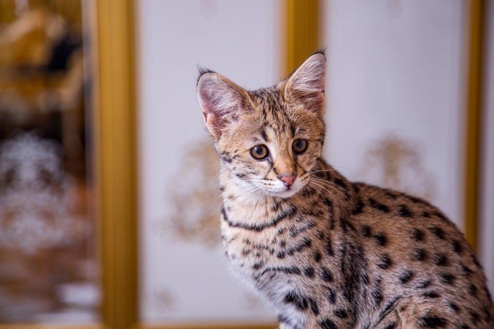 O Savannah é uma das raças de gato mais fascinantes