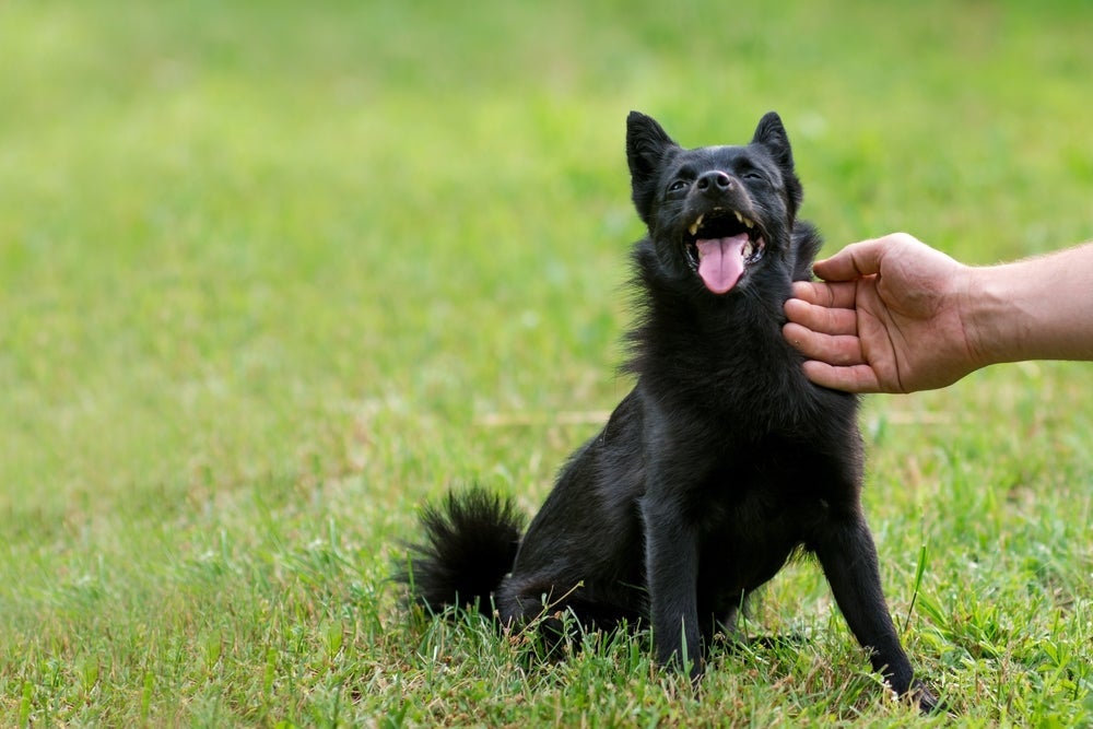 O  Schipperke é um dos cachorros inteligentes pequenos que é pouco conhecido no Brasil