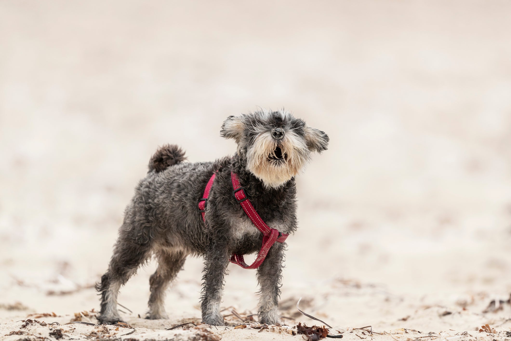 O latido de cachorro Schnauzer pode ser controlado com adestramento