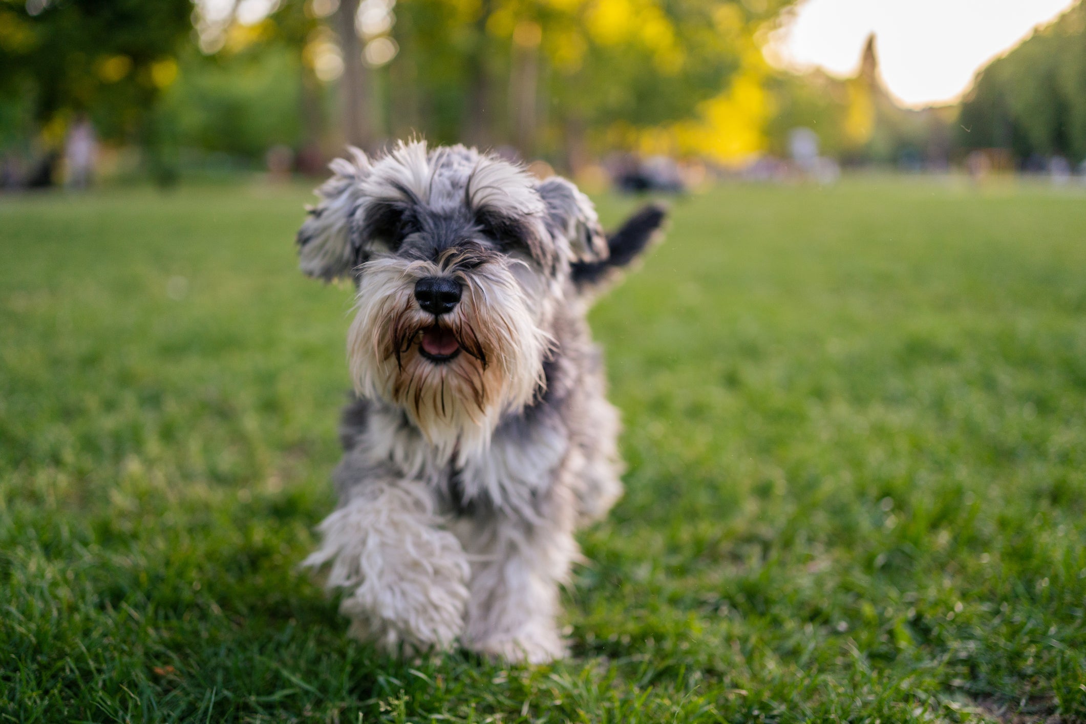 O  Schnauzer miniatura é cheio de energia 