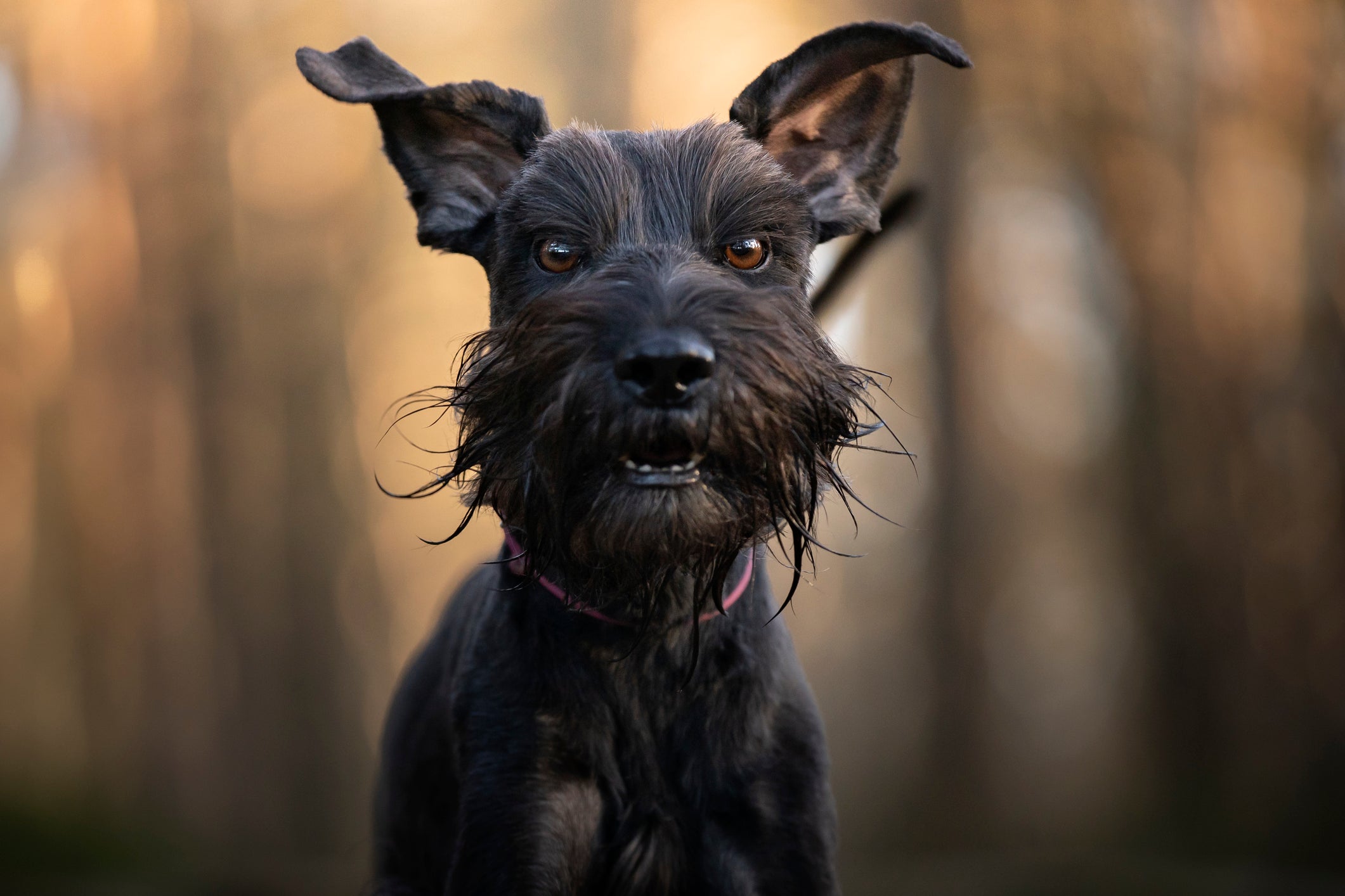 Schnauzer miniatura é uma raça de cachorro que solta pouco pelo