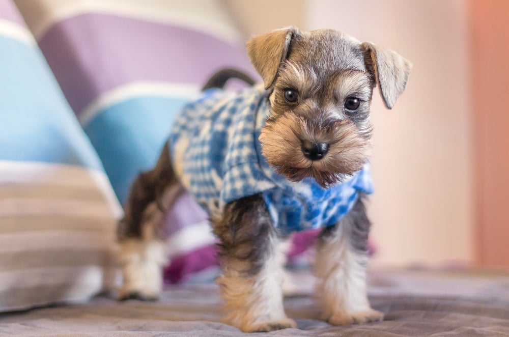 O Schnauzer miniatura tem um instinto corajoso e explorador.