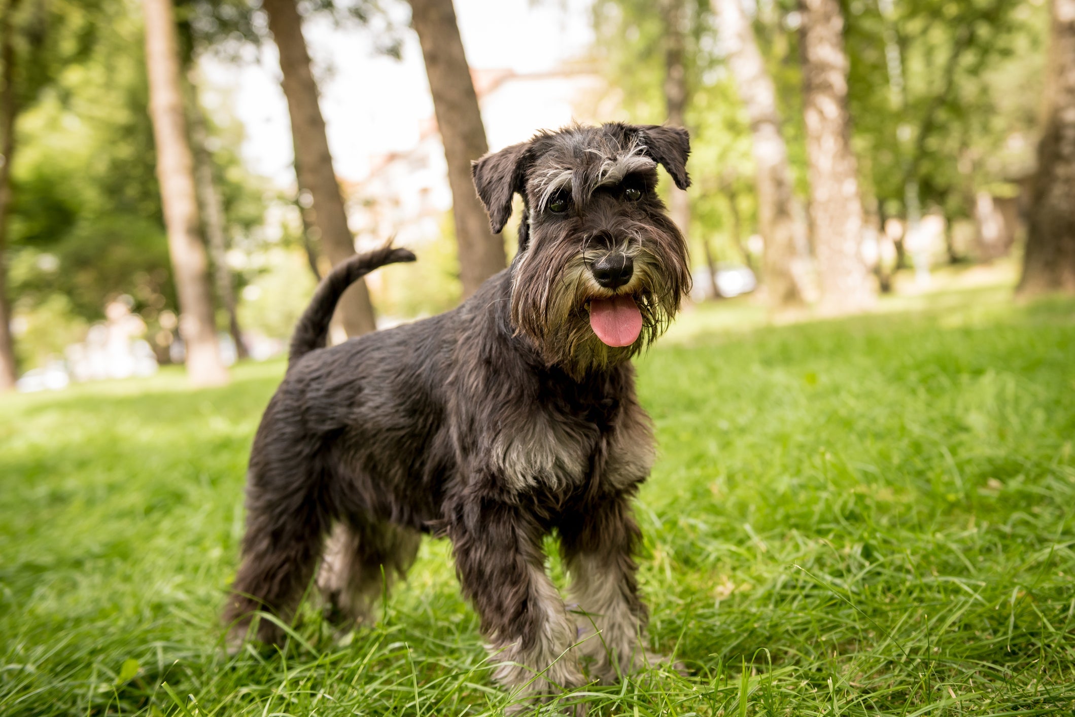 A raça de cachorros inteligentes Schnauzer é famosa pelo seu bigodinho peludo