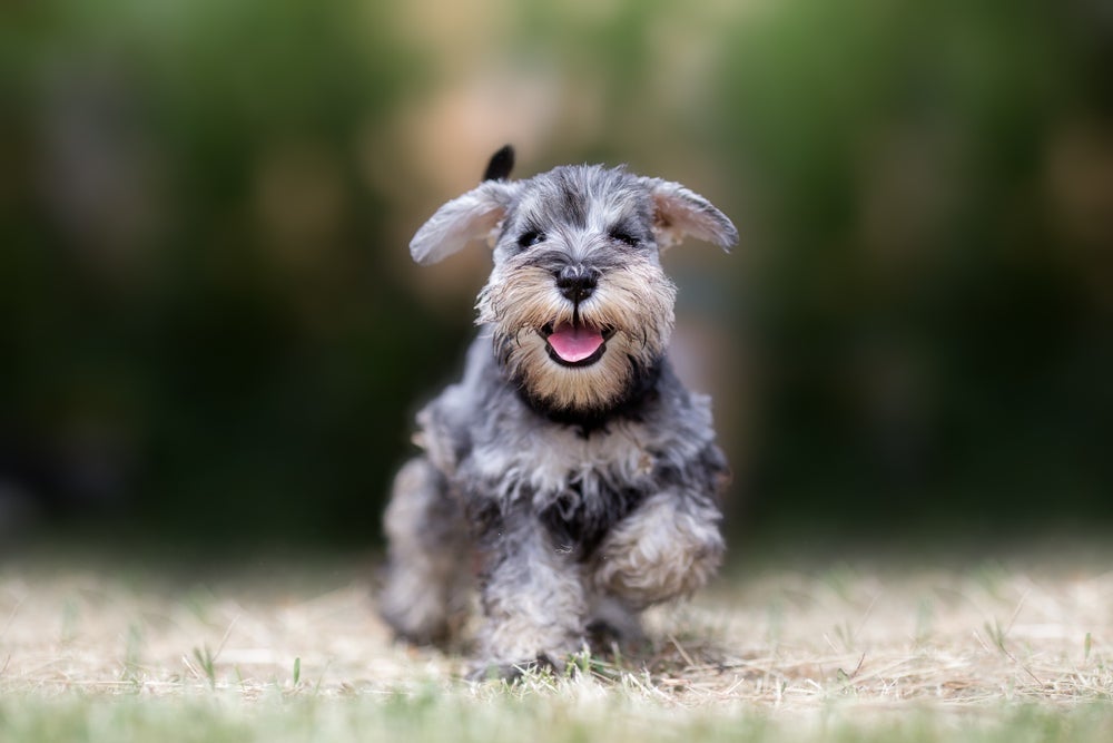 O mini Schnauzer tem um latido poderoso e muito alto