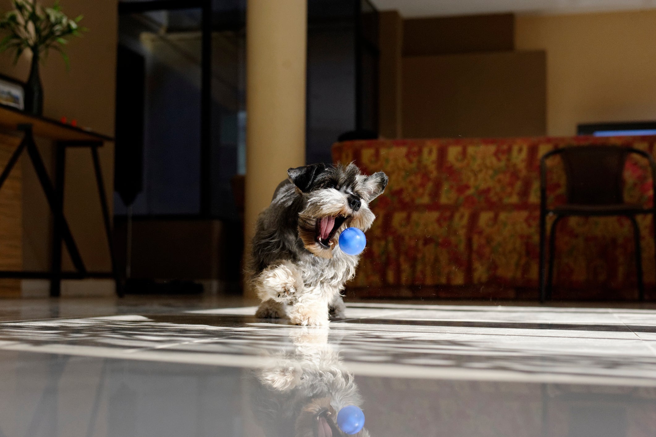 O Schnauzer tem pelos curtos e espessos