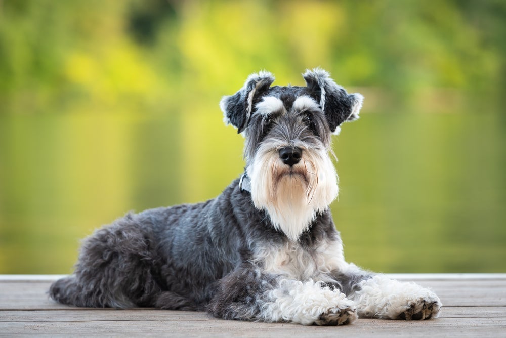 Schnauzer é uma das raças que mais apresenta comportamento de dominância canina
