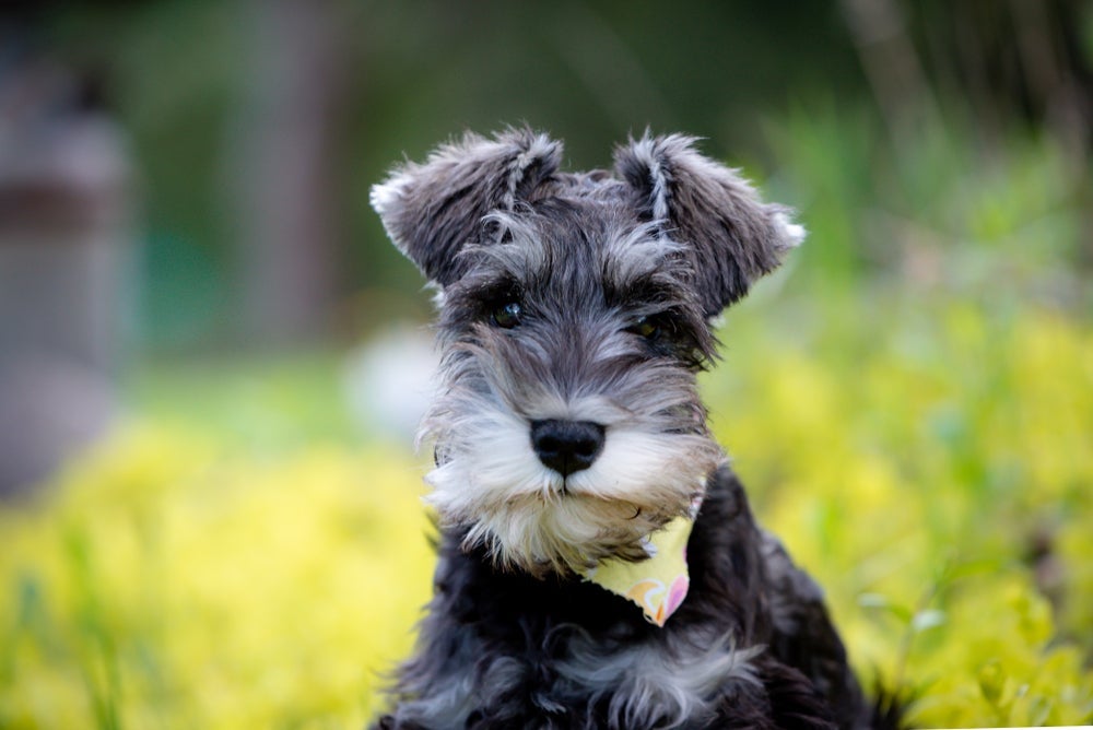 Depois de fazer a tosa Schnauzer, a sobrancelha e a barbinha do cão ficam bem ressaltadas