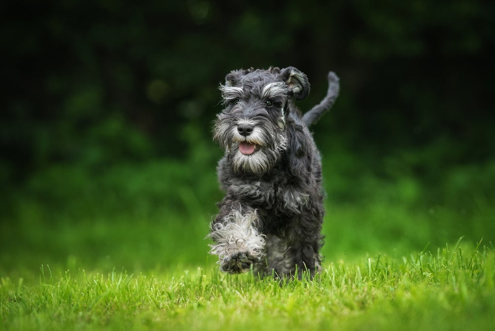 Um dos cachorros mais inteligentes é o Schnauzer miniatura