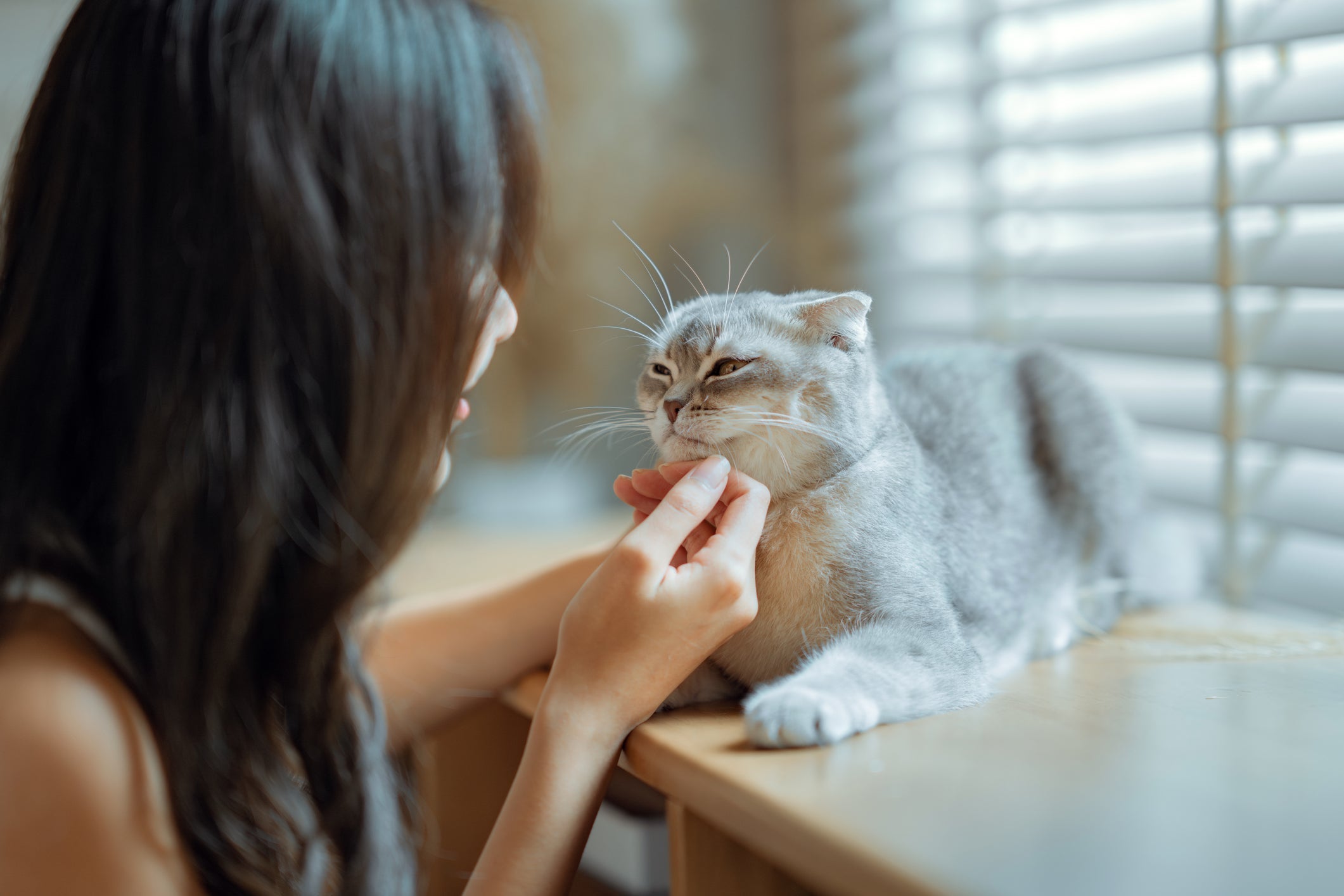 O Scottish Fold é conhecido pelas orelhas curvadas para frente