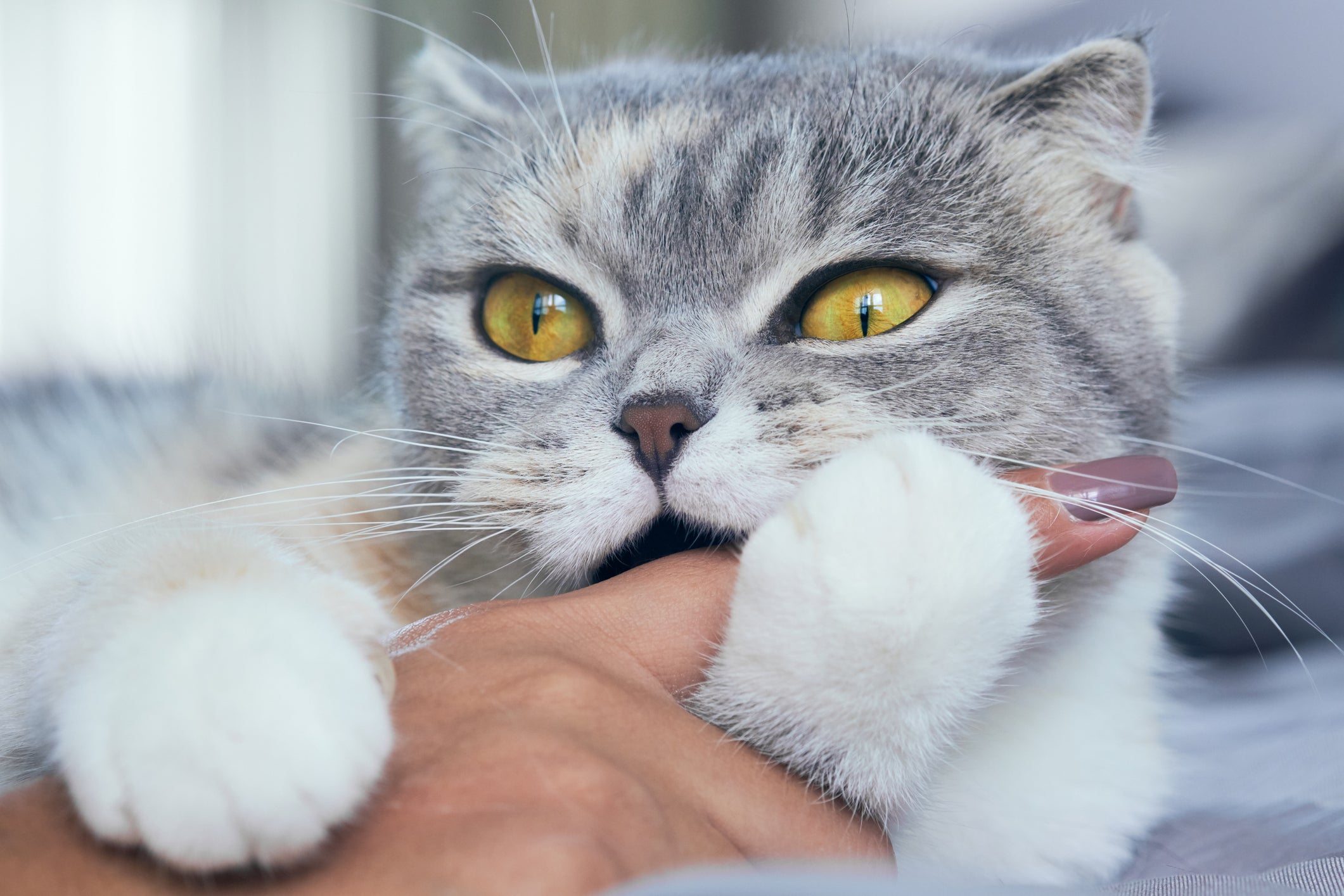 O Scottish Fold é um gatinho sensível e comunicativo