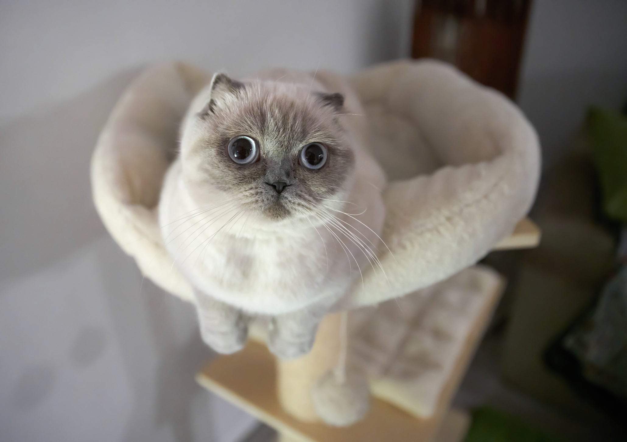 O Scottish Fold é um gatinho que se adapta muito bem a qualquer situação