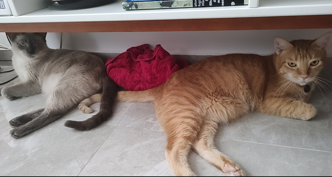 Gato com calor: a dica da toalha gelada é super prática e econômica 