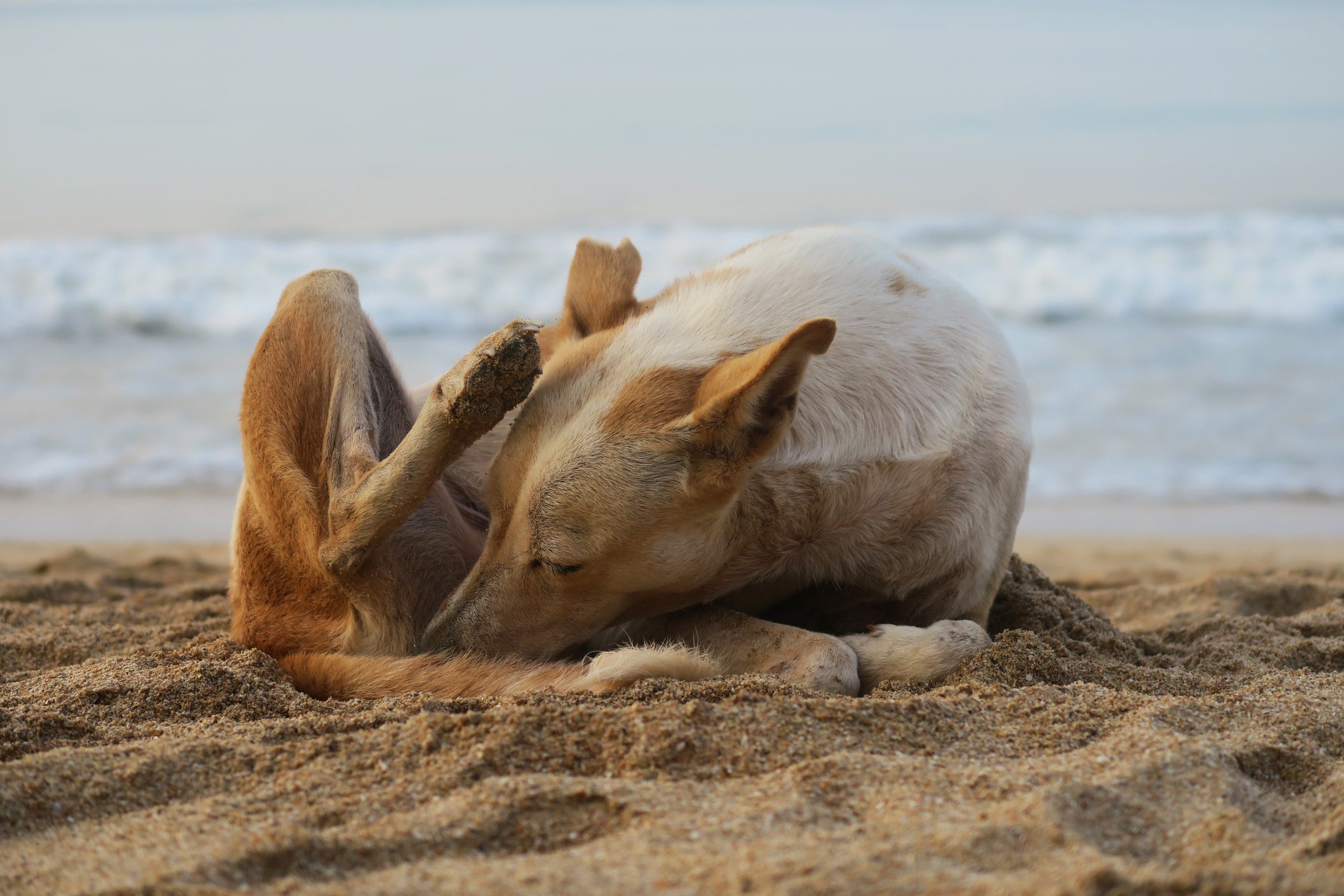 Balanopostite: cachorro tende a lamber a região do pênis excessivamente
