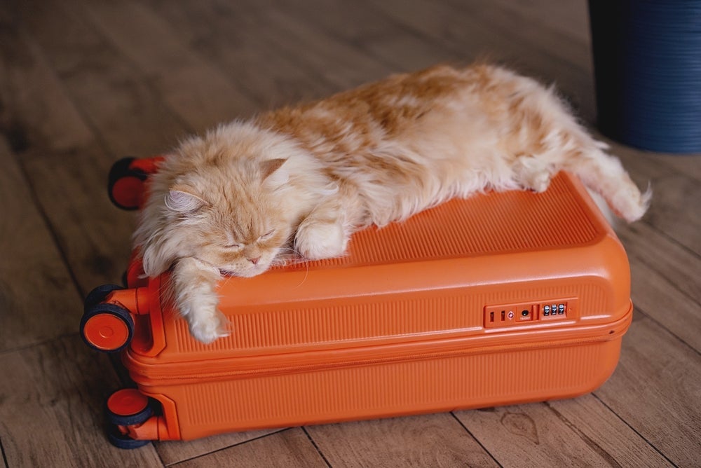 Ao viajar com os pets, é necessário seguir uma série de cuidados para preservar a segurança e a saúde dos animais