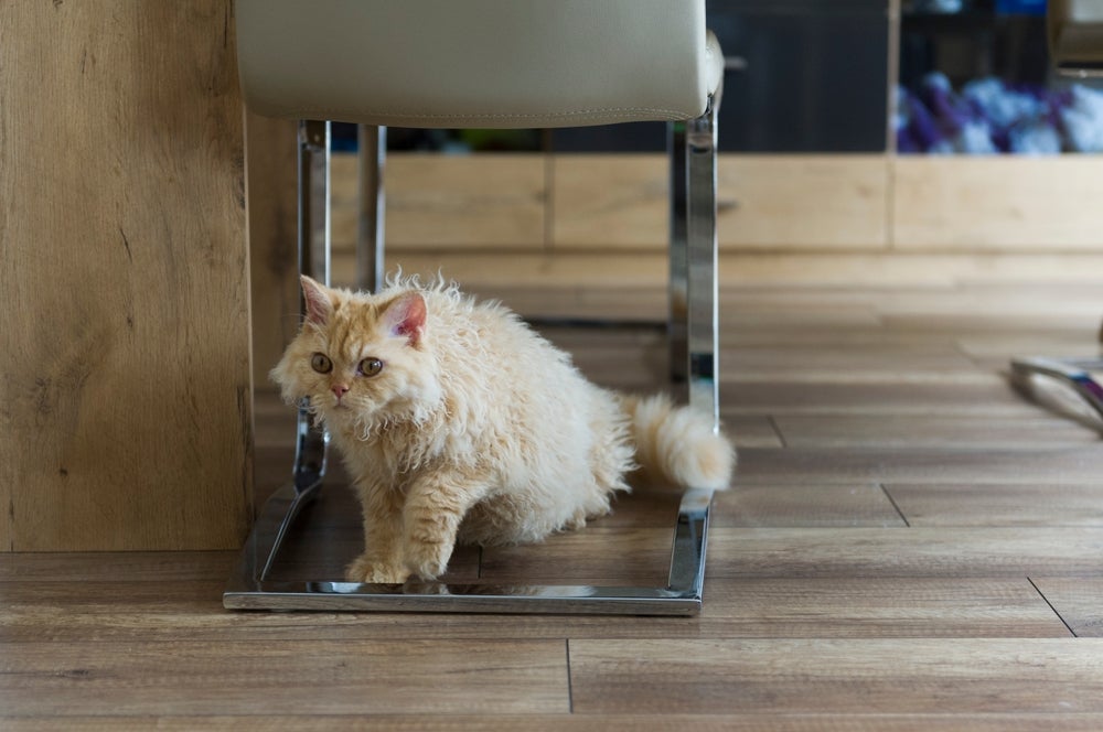 O Selkirk Rex é um gato peludo de pelagem encaracolada