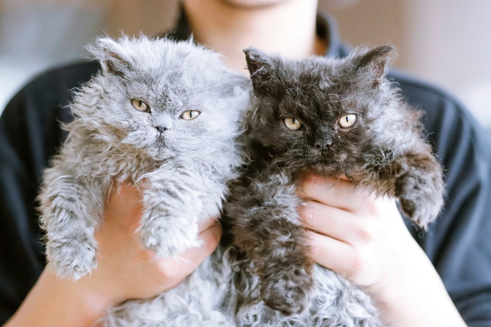 O Selkirk Rex pode apresentar todas as tonalidades e padrões de cores