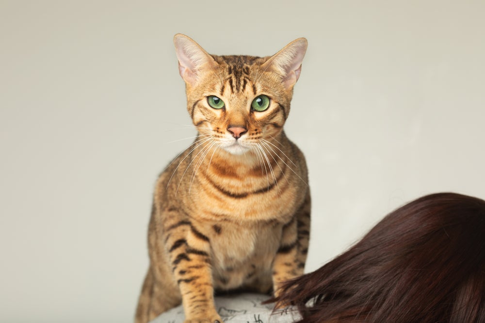 O Serengeti é um gato híbrido pouco conhecido
