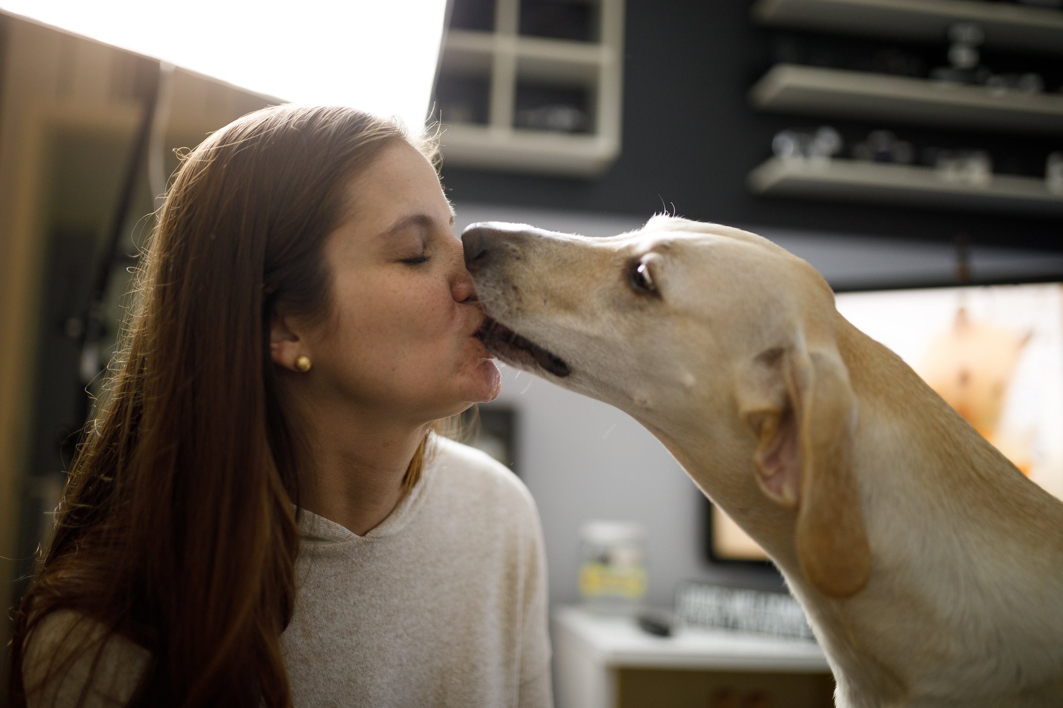 Cachorro entende os humanos usando a audição e o olfato
