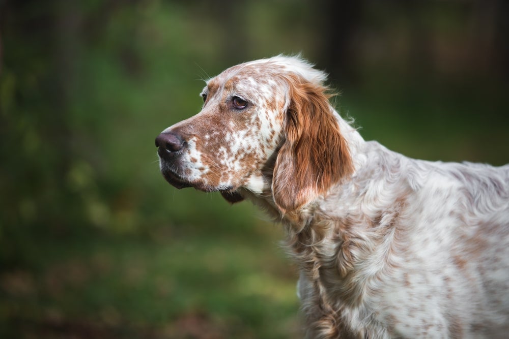 O Setter Inglês é um cachorro com orelhas grandes e muita classe