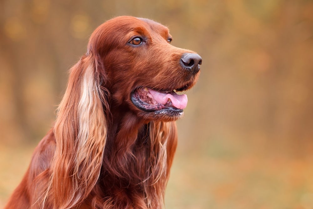 O Setter Irlandês chama atenção pela beleza do pelo e pelas orelhas grandes peludas