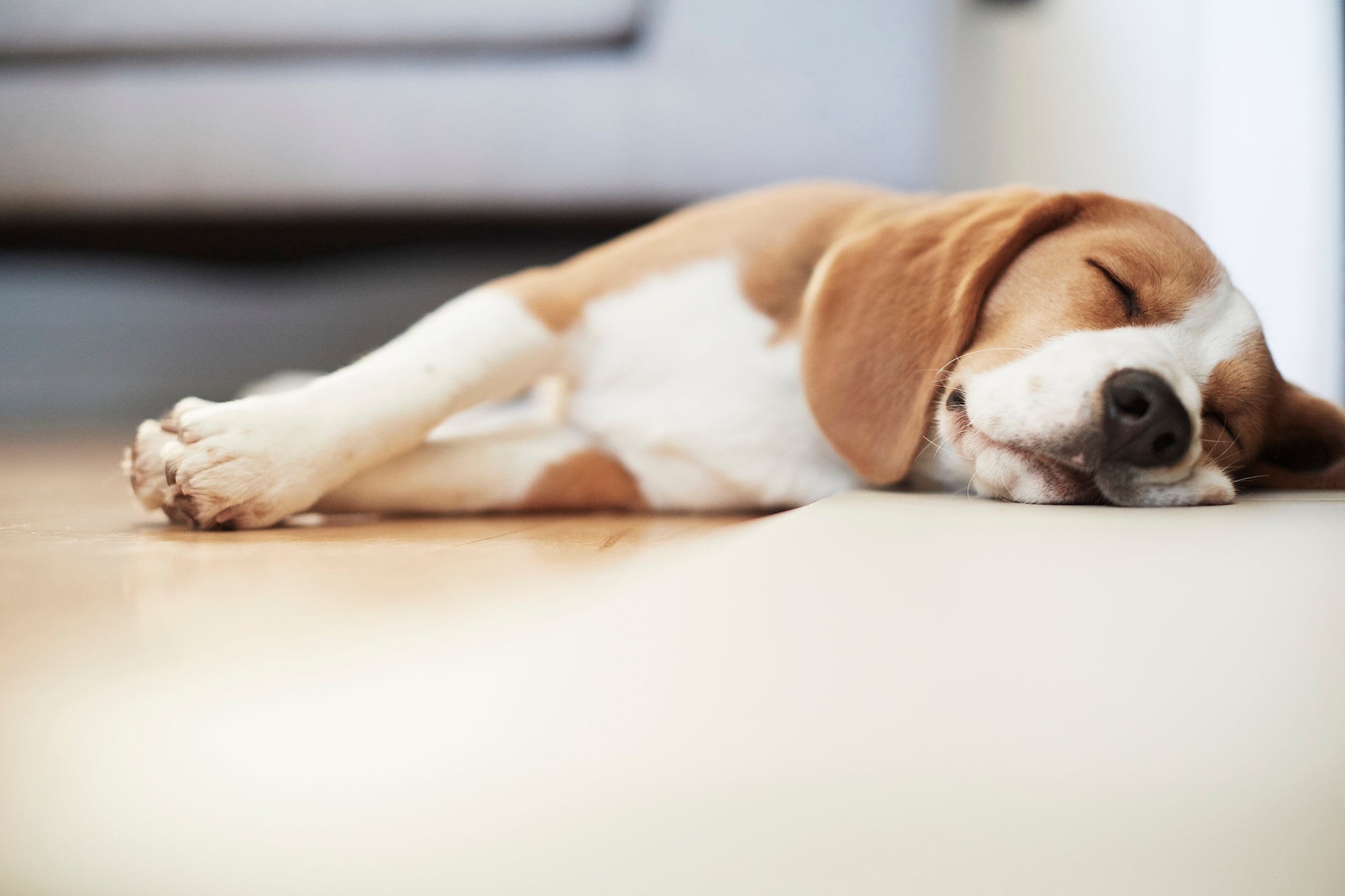 Se o cachorro dorme mais do que 14 horas por dia, é importante ter atenção