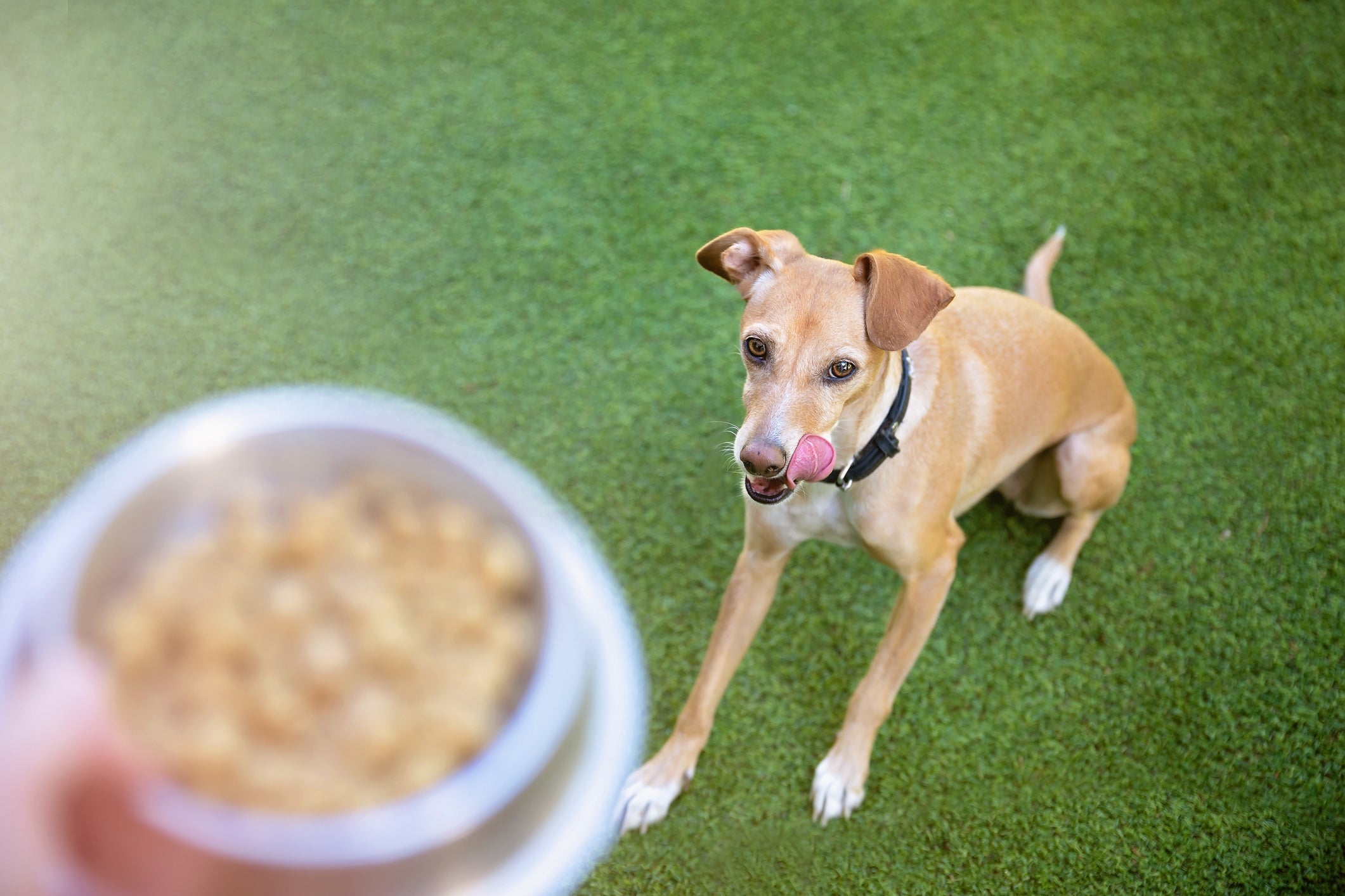 A antecipação é sinal claro de que o cachorro gosta do alimento que recebe