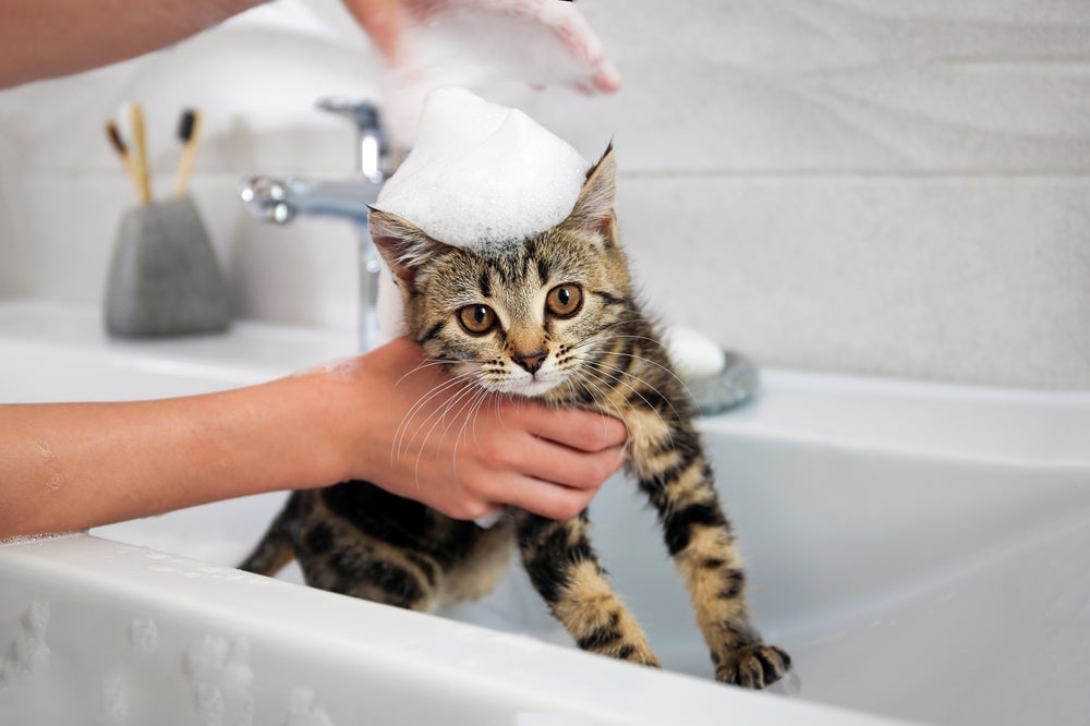 O shampoo a seco para gatos pode ser encontrado em uma textura espumosa ou no formato de spray
