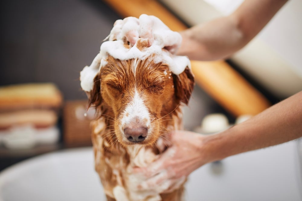 Shampoo de cachorro: fatores como idade e raça influenciam nessa escolha!