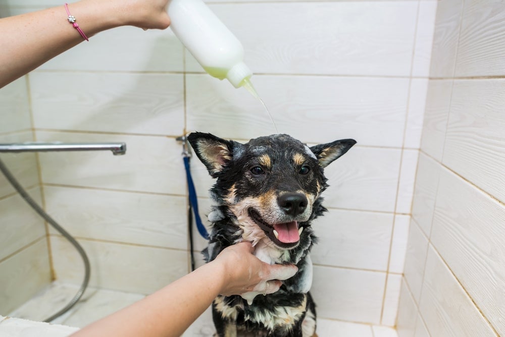 Um shampoo de cachorro adequado à cor da pelagem evita o desbotamento