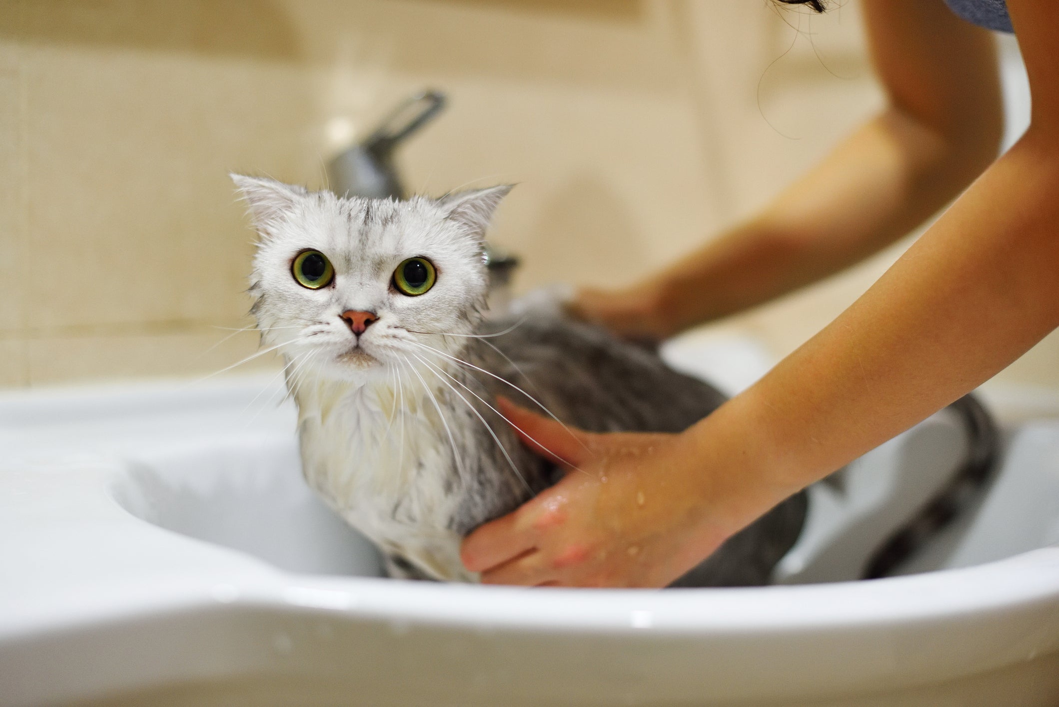 O banho em gato é indicado em algumas situações, como presença de parasitas e até mesmo se o gatinho já é idoso