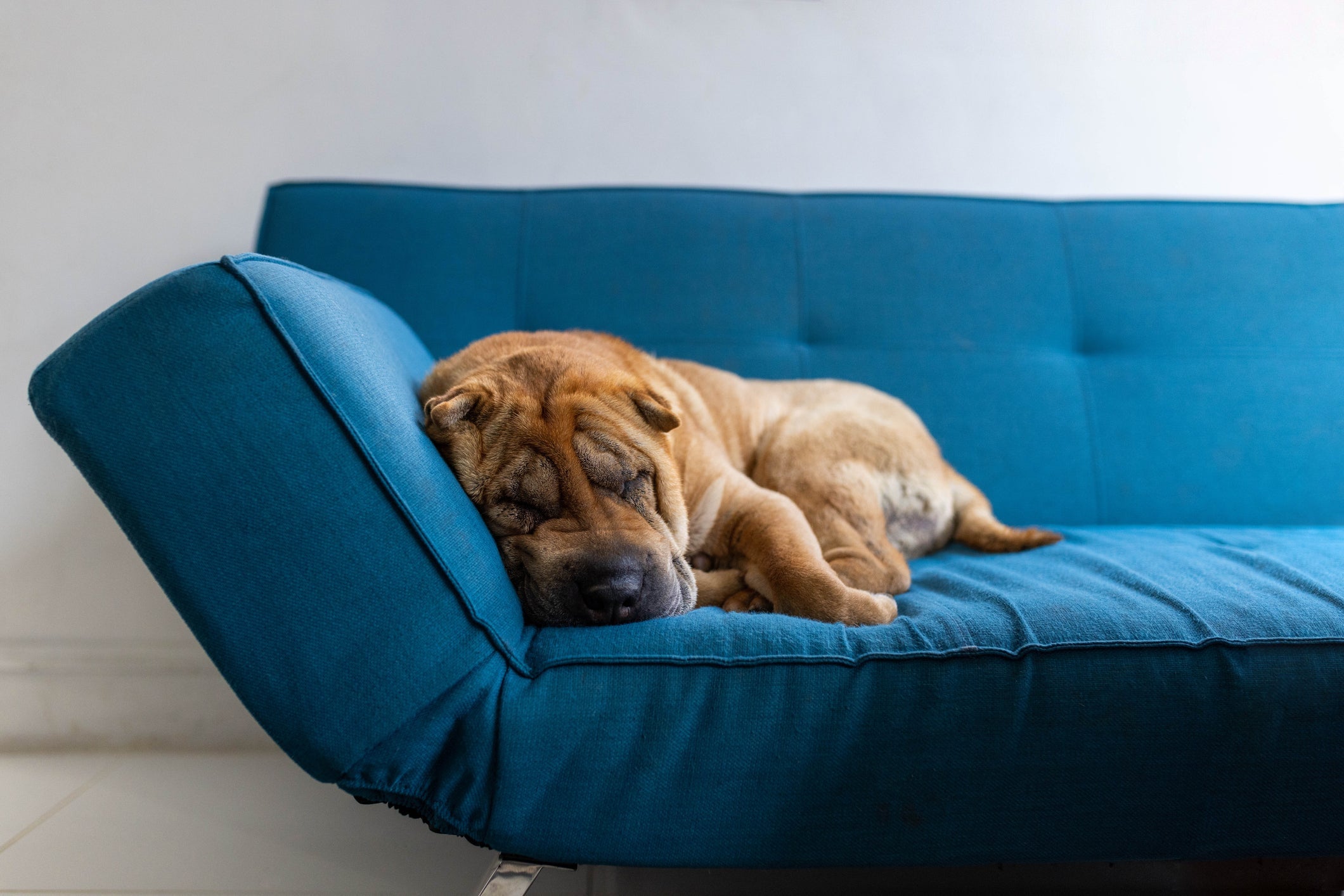 O Shar Pei é uma das raças de cachorro mais preguiçosas