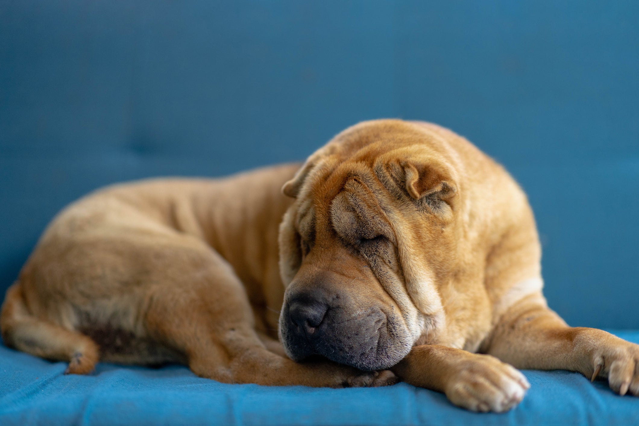 O Shar Pei adora uma boa soneca