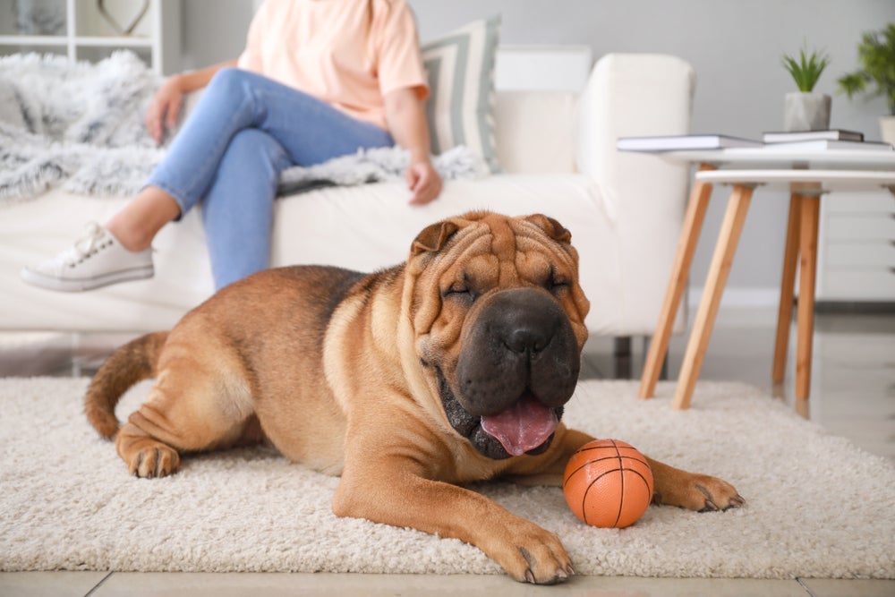 O Shar Pei é um cãozinho que não requer muito gasto de energia