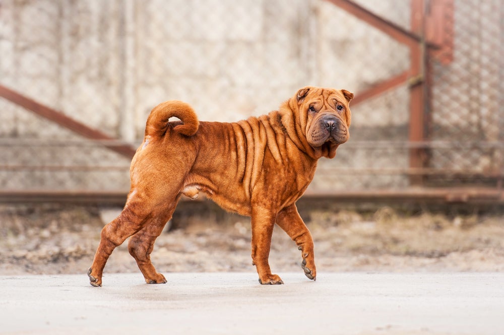 O Shar Pei é a raça de cachorro enrugado mais famosa de todas