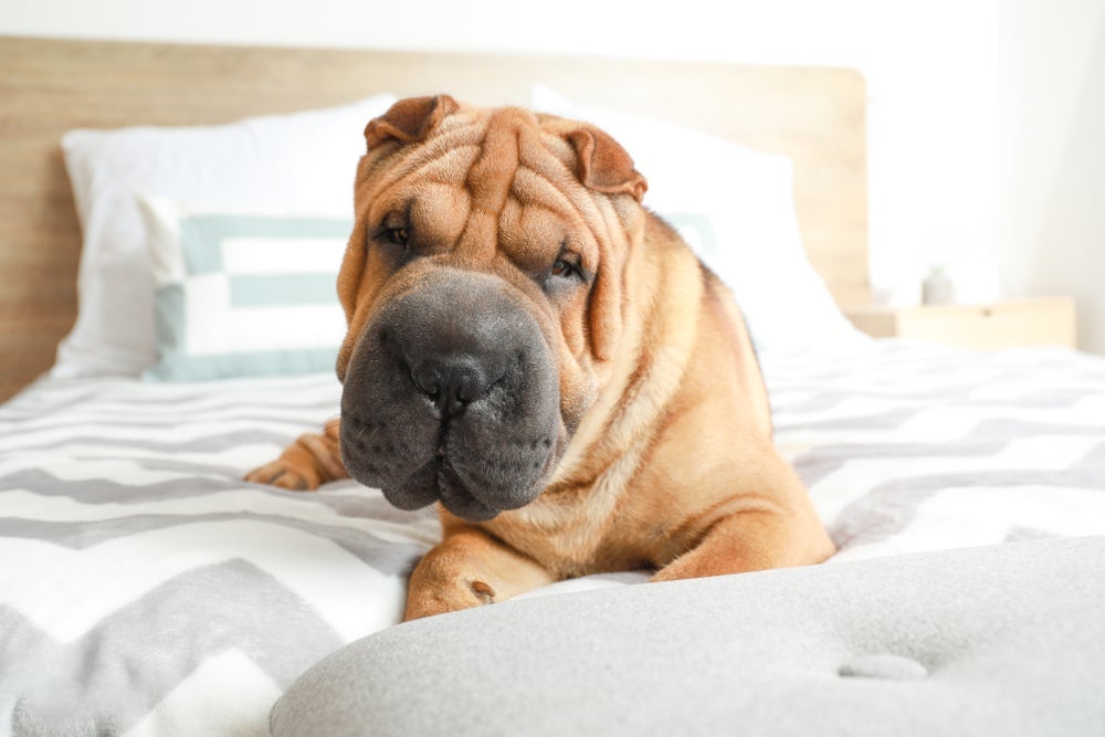 O Shar Pei tem a pele toda enrugada, o que facilira o aparecimento de dermatites