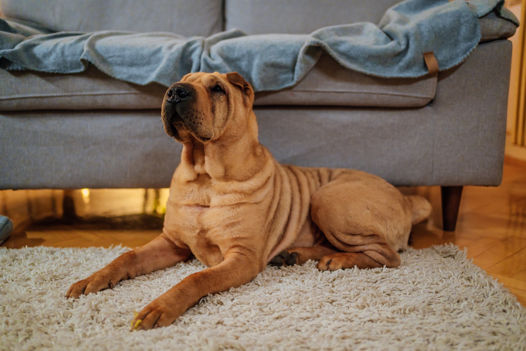 O Shar Pei é uma das raças de cachorro que equilibra apego e independência