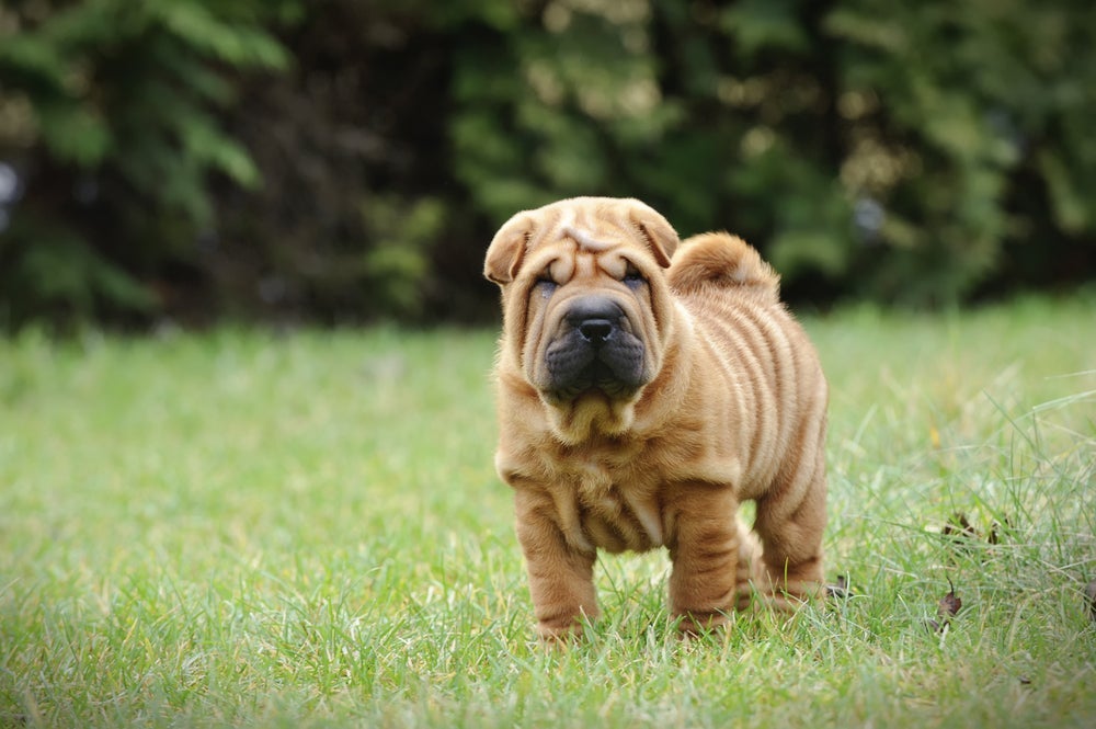 O Sharpei pode ter muitos problemas de pele causados por fungos