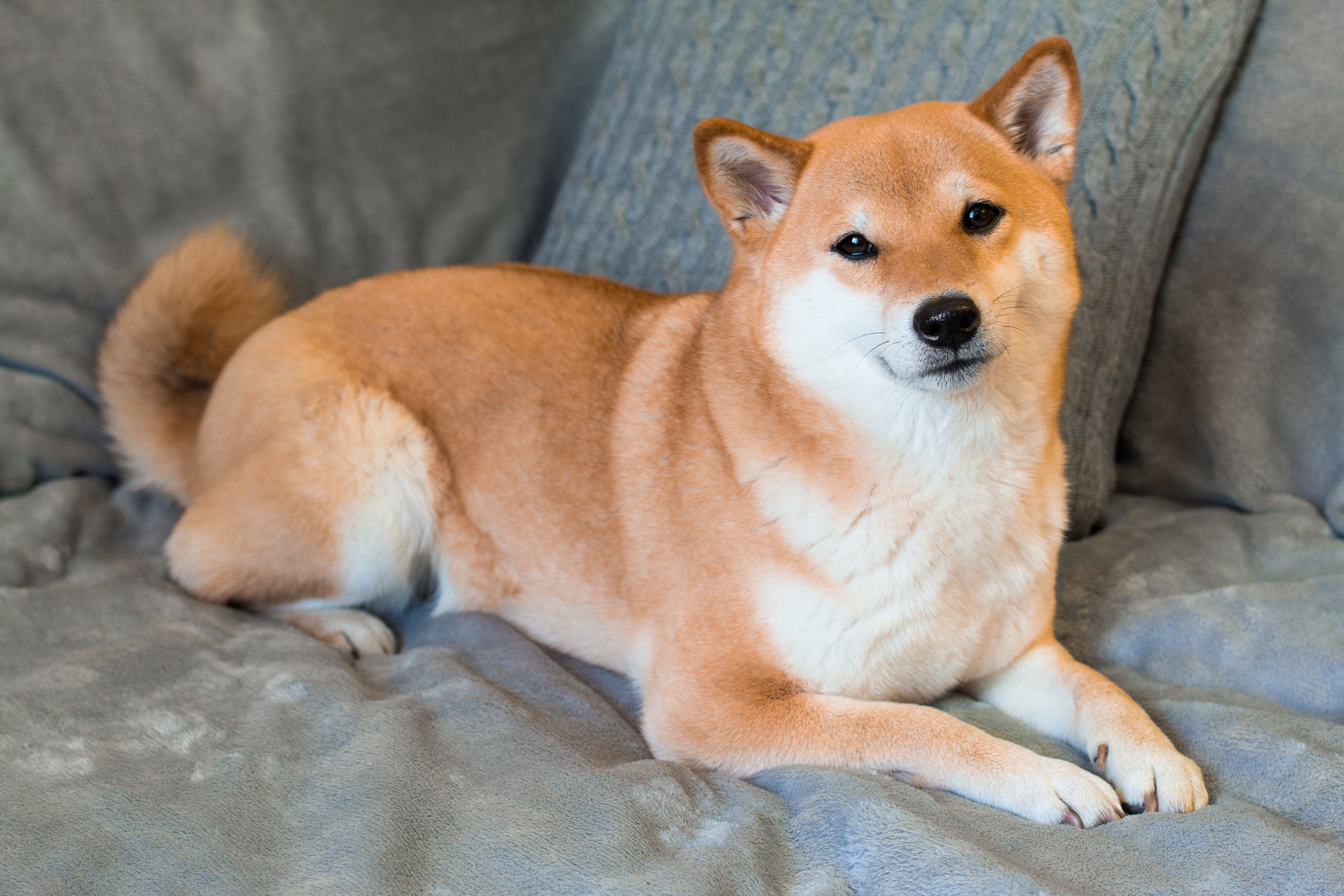 O Shiba Inu é independente e só late quando necessário