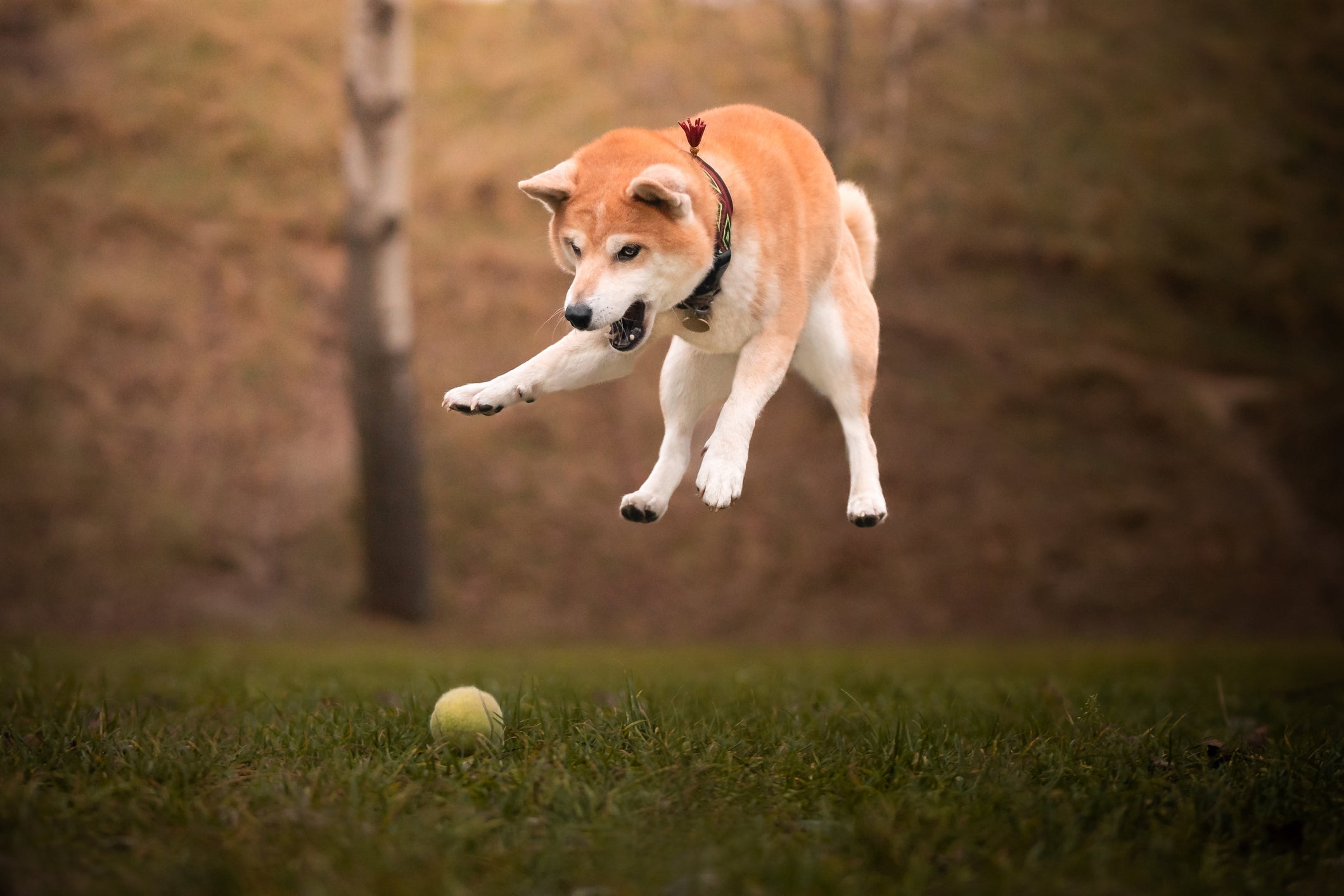 O Akita é um cachorro grande e bochechudo, enquanto o Shiba é menor e mais proporcional