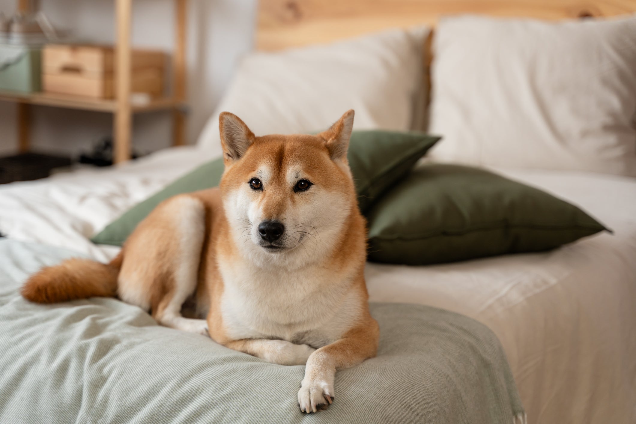 O Shiba Inu sabe se virar na ausência do tutor 