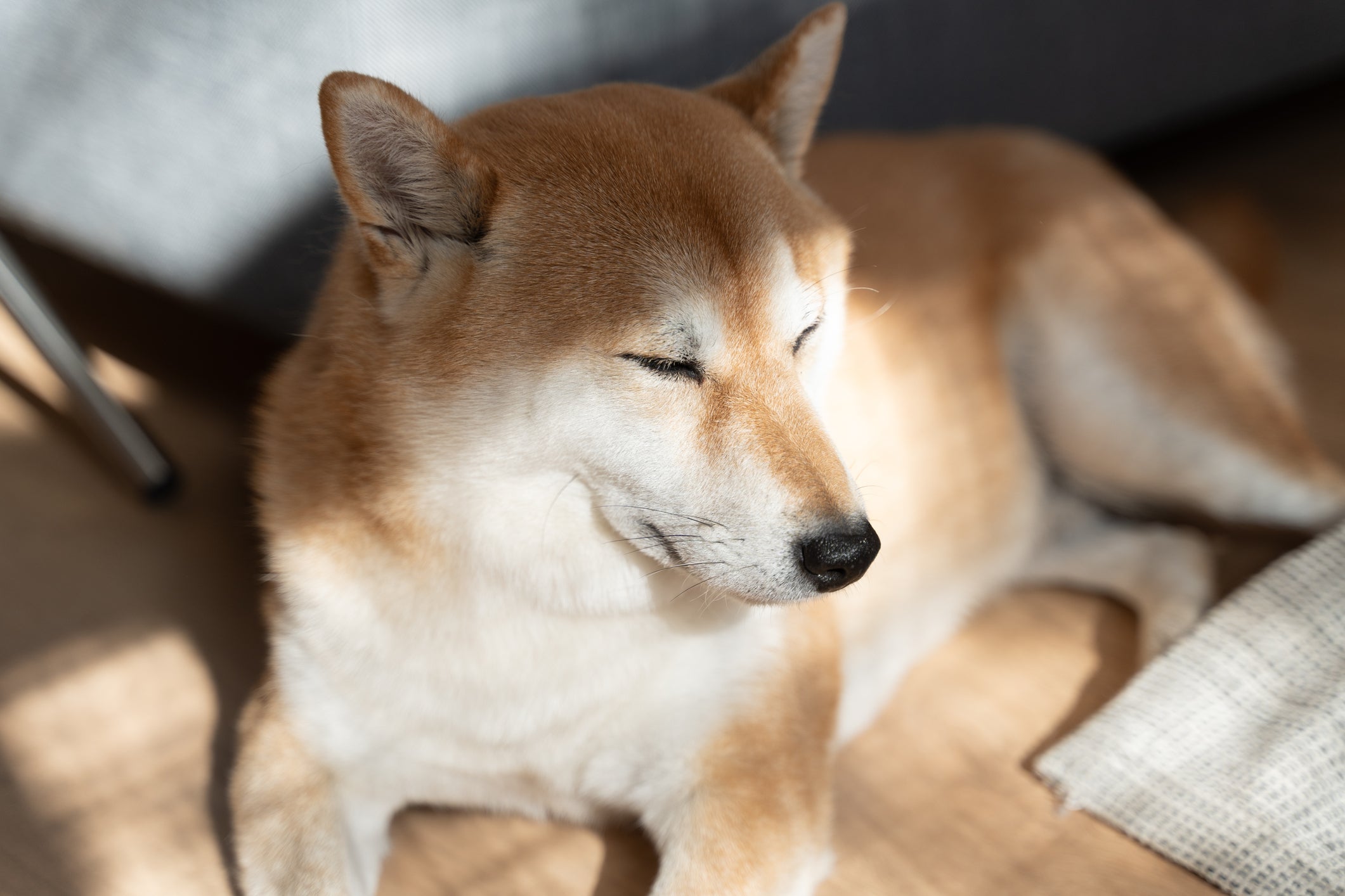 O Akita e o Shiba Inu são duas raças de cachorro muito parecidas