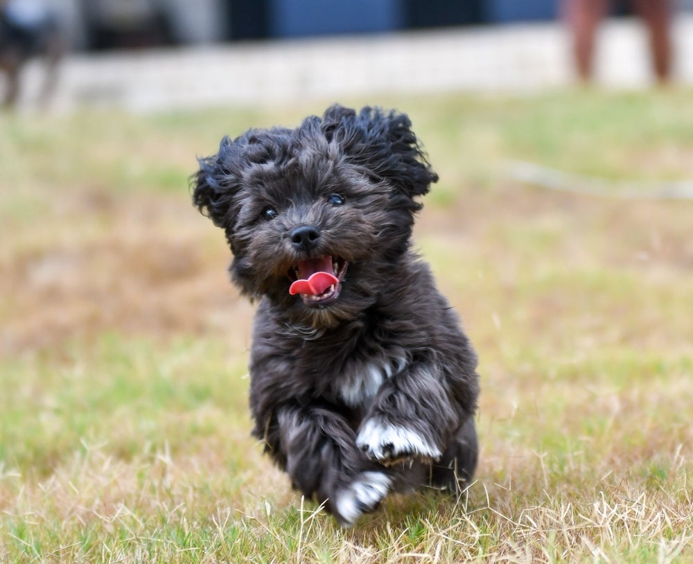 O cruzamento das duas raças pode resultar em um Shih-Poo com diferentes cores de pelos