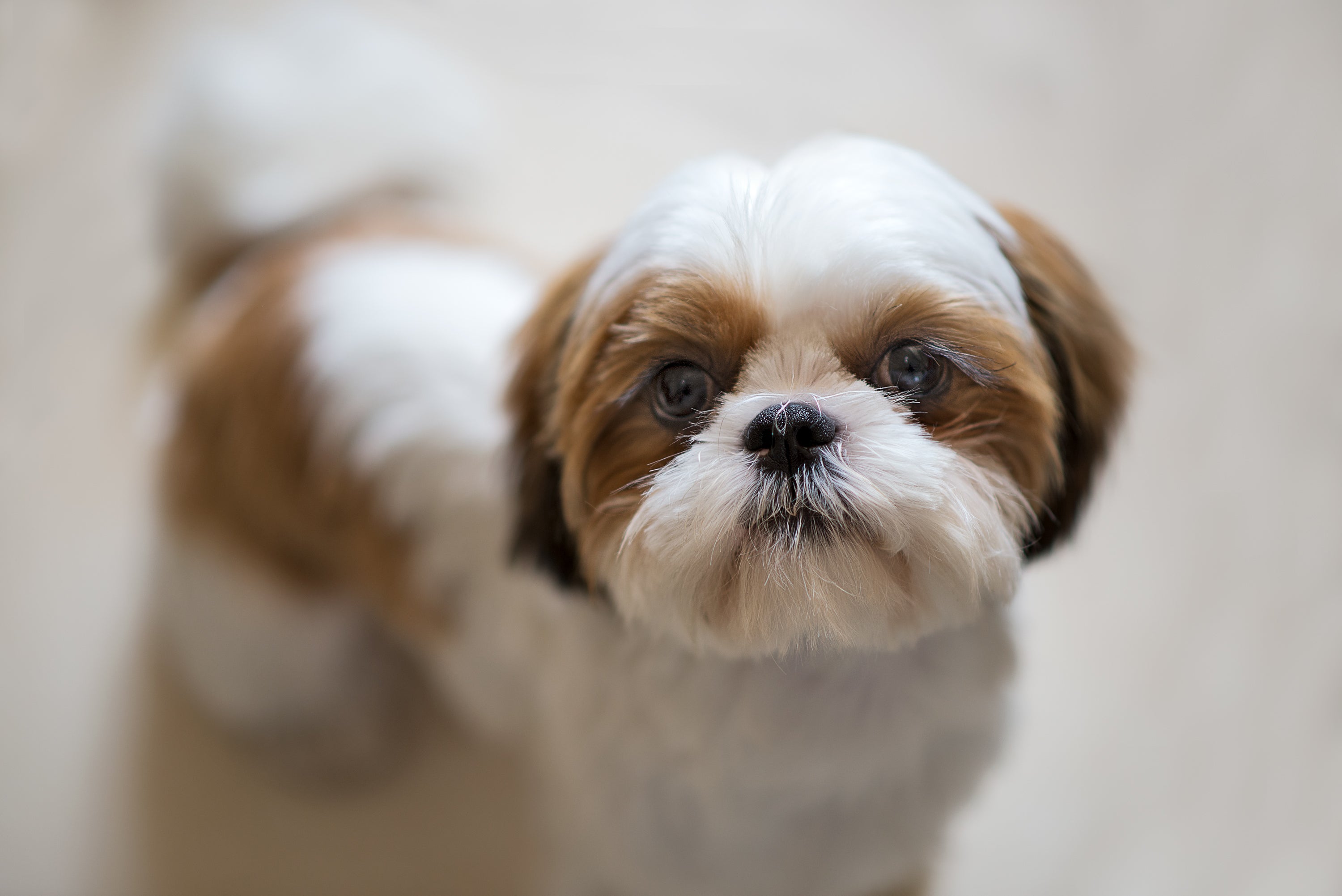 O Shih Tzu tosado para o verão tem os pelos mais baixinhos