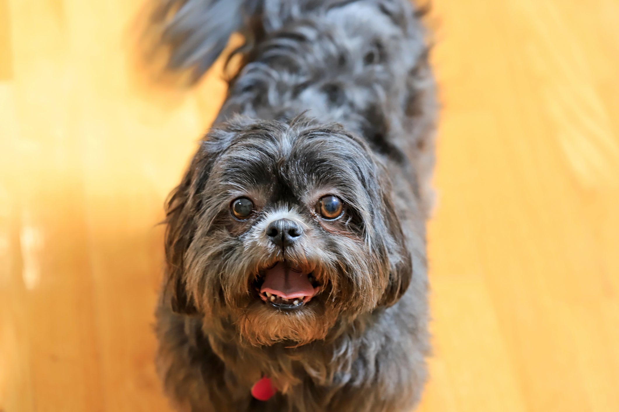 O Shih Tzu é uma das raças de cachorro mais famosas
