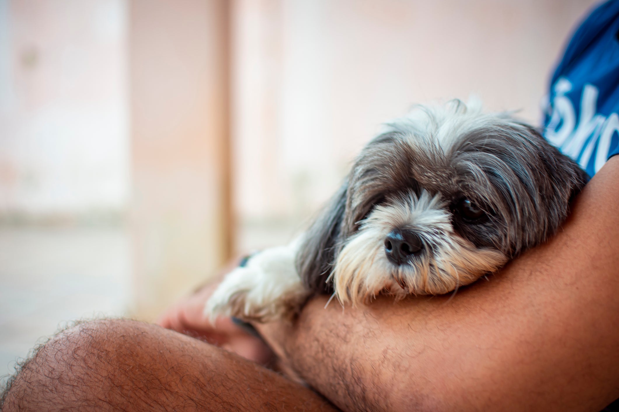 O Shih Tzu é muito calmo e afetuoso 