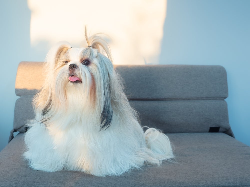 O Shih Tzu é dono de uma personalidade tranquila