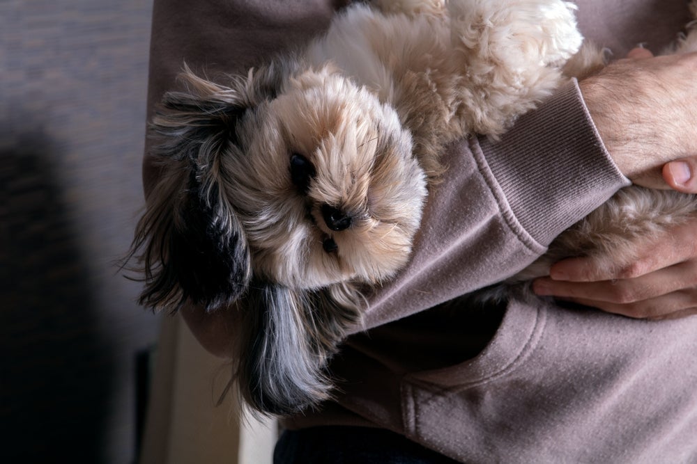 O Shih Tzu é uma das raças de cachorro mais populares 