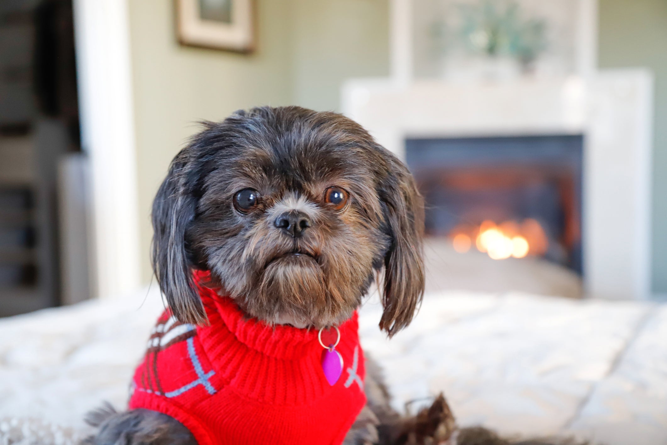 O Shih Tzu possui os pelos sedosos