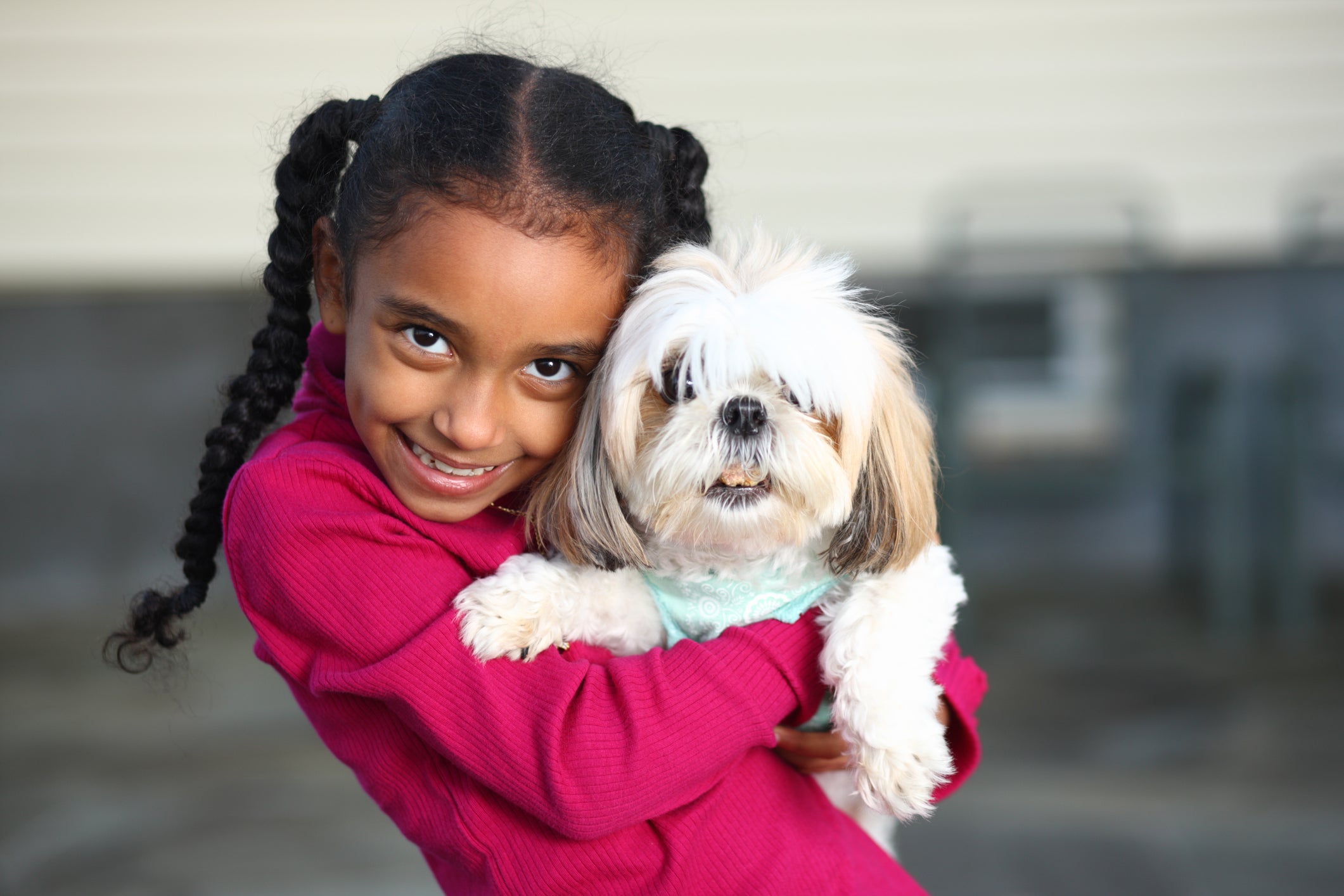 O Shih Tzu é uma das raças de cachorro que adora criança 