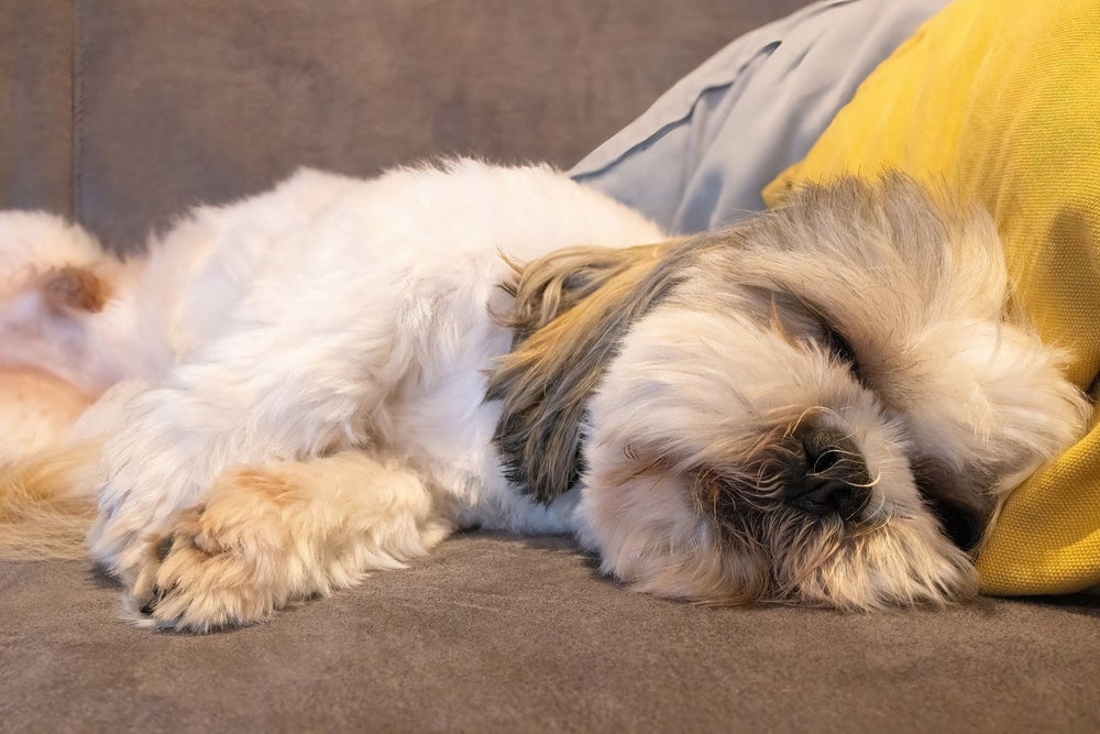 O Shih Tzu gosta de ter um tempinho só para ele no dia a dia